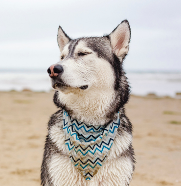 Chien sur une plage où les animaux sont acceptés, dans le Morbihan, en Bretagne