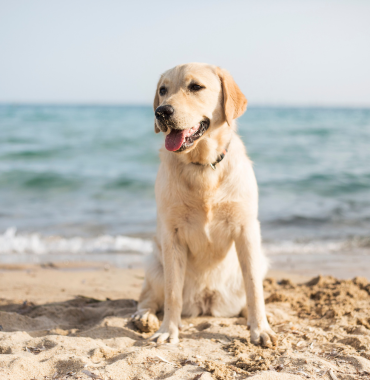 Chien sur l'une des plages des îles du Frioul où les chiens sont acceptés, à Marseille, dans les Bouches-du-Rhône, en Provence-Alpes-Côte d'Azur