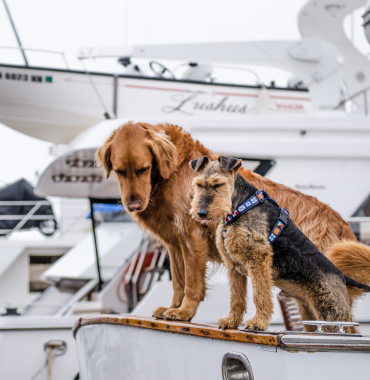Chiens sur un bateau en direction de l'Île d'Ouessant, dans le Finistère, en Bretagne