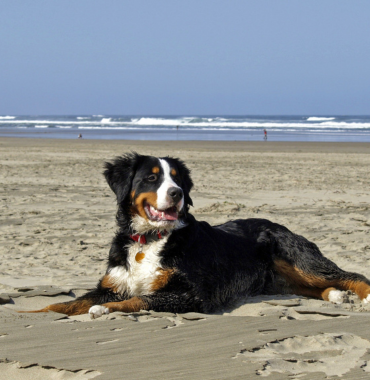 Chien sur une plage de l'Île d'Ouessant où les chiens sont acceptés, dans le Finistère, en Bretagne