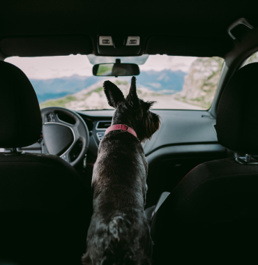 Chien en voiture dans le Ferry où les chiens sont acceptés, en direction de l'Île de Jersey