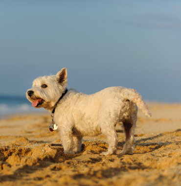 Chien sur une plage de l'Île de Jersey, où les chiens sont acceptés
