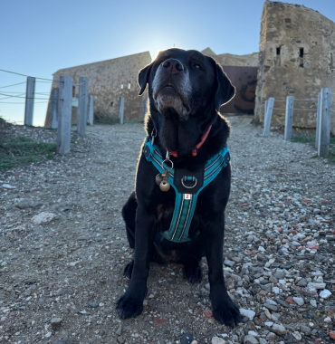 Musher sur l'Île de Porquerolles où les chiens sont les bienvenus, à Hyères, dans le Var, en Provence-Alpes-Côte d'Azur
