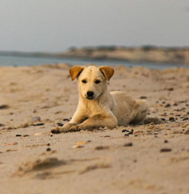 Chien sur une plage des Îles Chausey où les chiens sont acceptés, à Granville, dans la Manche, en Normandie