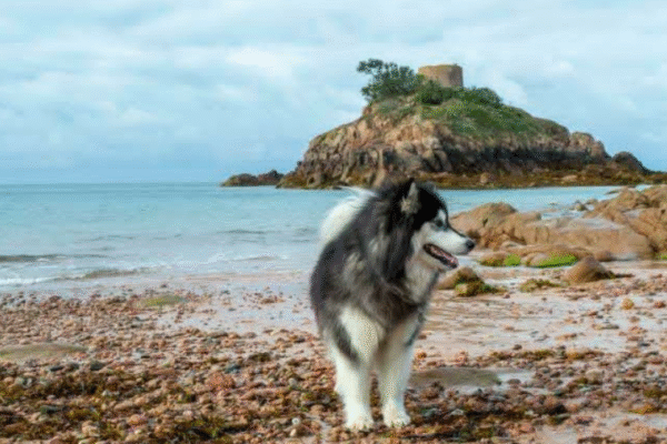 Visiter l’Île de Jersey avec son chien