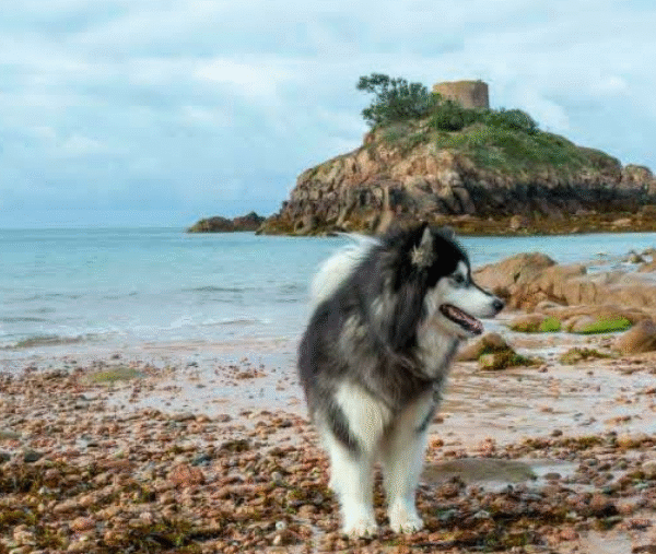 Chien à l'Île de Jersey où les chiens sont autorisés