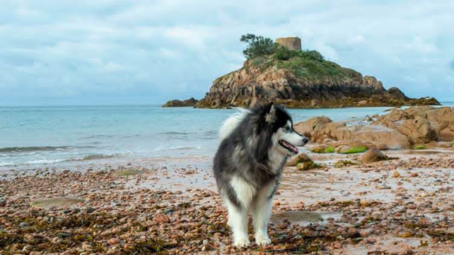 Visiter l’Île de Jersey avec son chien