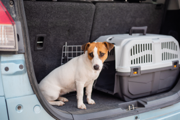Venir en France avec son chien depuis l’étranger