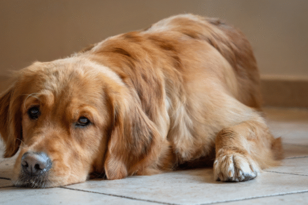 Abandonner son chien : que risquent réellement les propriétaires ?