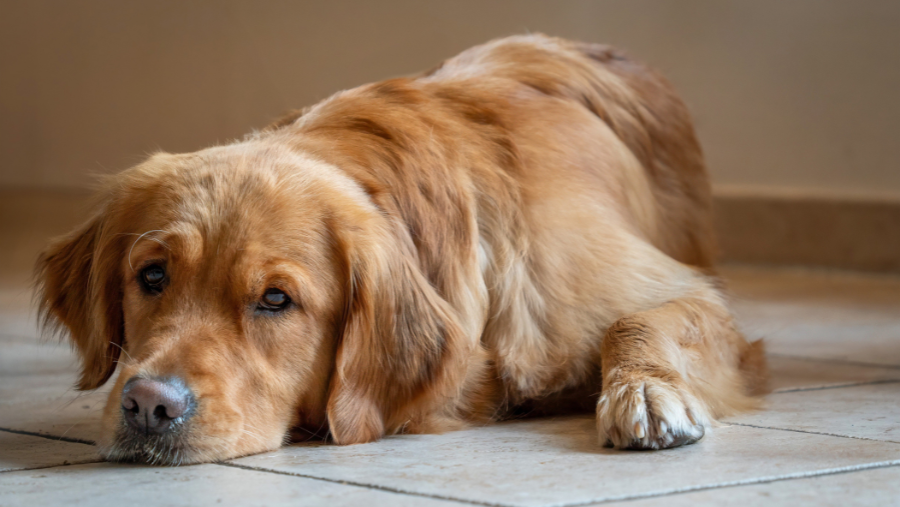 Abandonner son chien : que risquent réellement les propriétaires ?