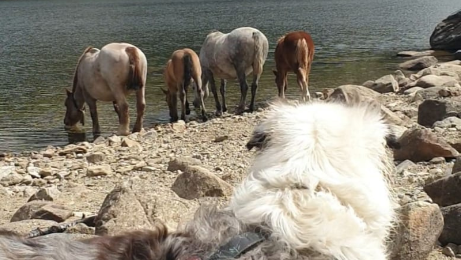 Chien et chevaux à la Station de Font-Romeu où les chiens sont acceptés, dans les Pyrénées-Orientales, en occitanie