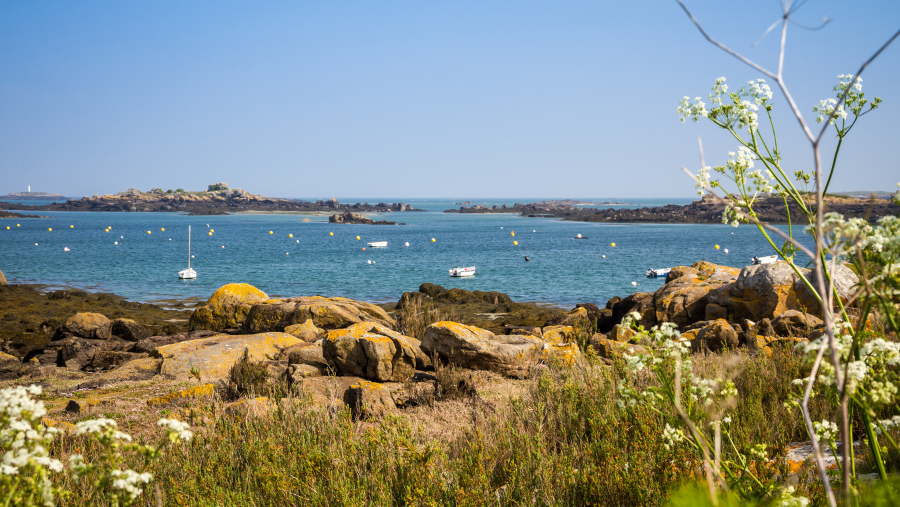 Découvrir les îles Chausey avec son chien