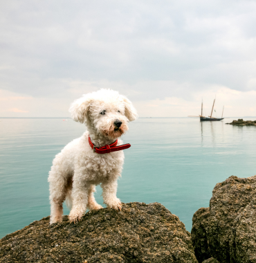 L'Île de Molène où les chiens sont acceptés, dans le Finistère, en Bretagne