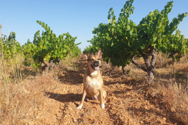 Découvrir le Bordelais et les vins de Bordeaux avec son chien