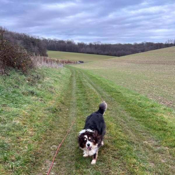 Pension-canine-le-jardin-deden-de-virginie-emmenetonchien.com