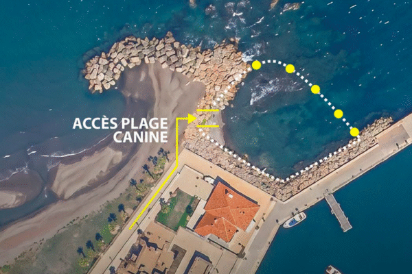 Plage canine de Banyuls-sur-mer