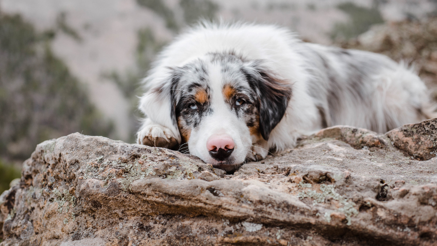 Chien aux Monts d'Olmes où les chiens sont acceptés, en Ariège, en Occitanie