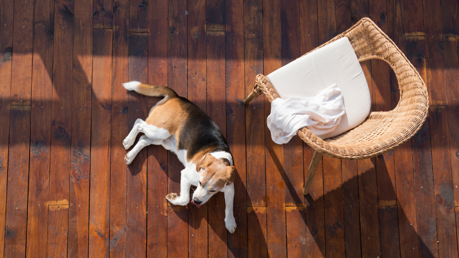 chien sur la terrasse d'une résidence vacances