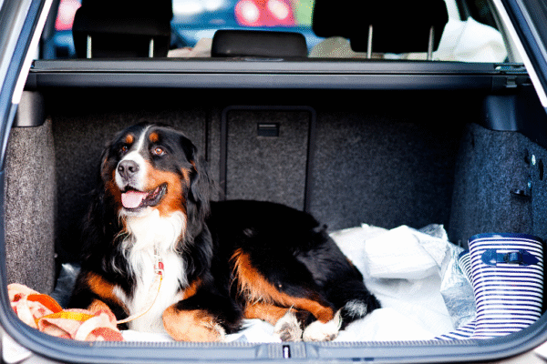 Partir en vacances en dernière minute avec son chien