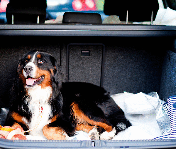 chien dans le coffre de la voiture prêt à partir en vacances au dernier moment