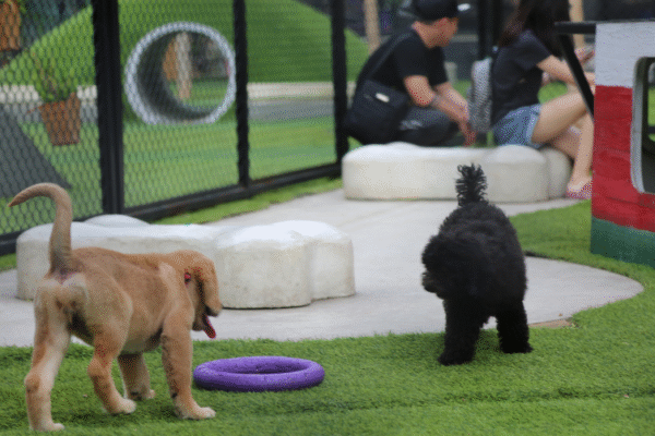 Woof’Land Parc canin indoor