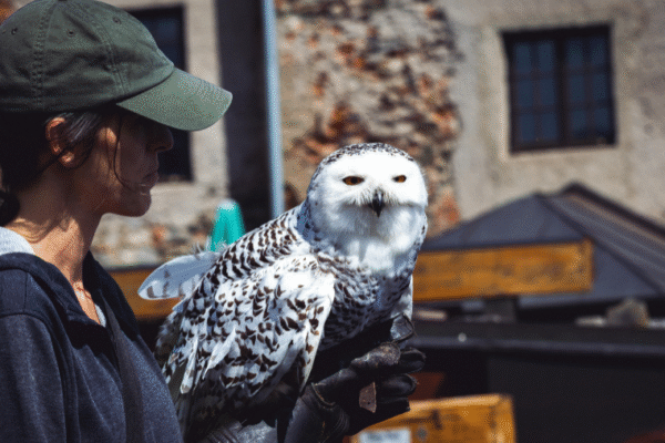 Le rôle des soigneurs animaliers dans les programmes de conservation
