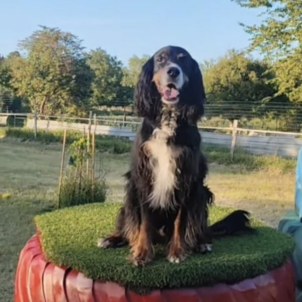 Gîte Le Clos des Laves 100% dogfriendly