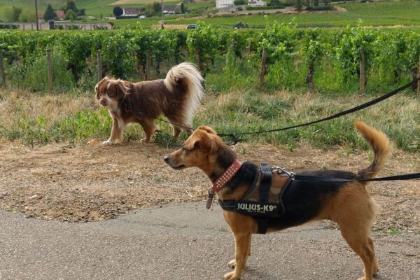 Vignoble Domaine Ninot