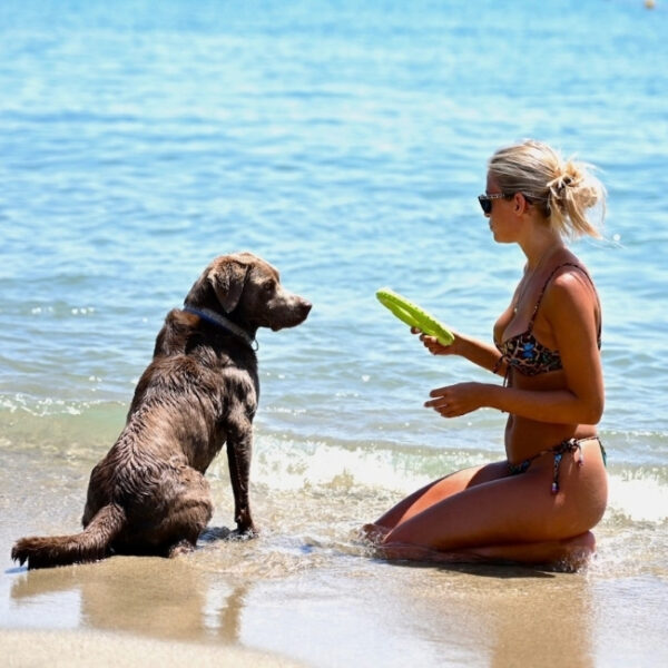 Baba résidences - résidence de luxe pour chiens et maitres en Italie à Alassio