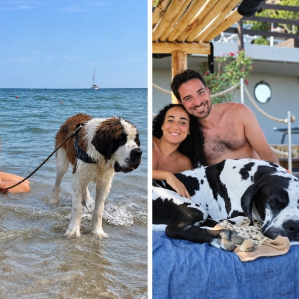 Baba résidences - résidence de luxe pour chiens et maitres en Italie à Alassio