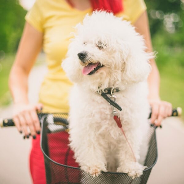 Chien en balade à vélo près du Camping Eden Villages L'Océan & Spa sur l'Ile de Ré en Charente Maritime sur la Côte Atlantique
