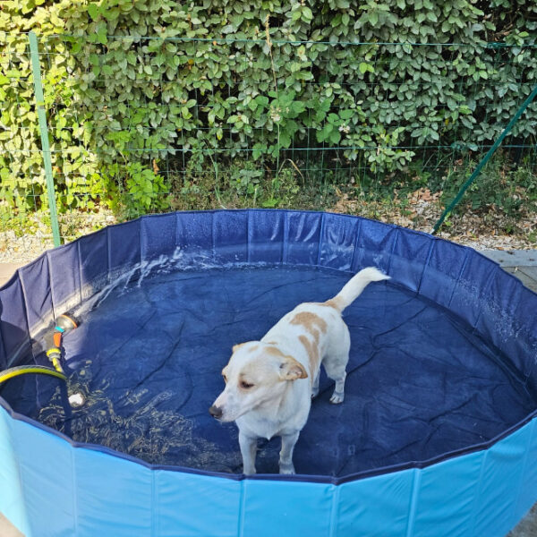 Gîte avec piscine pour chien - Gîte Animals Cocoon à Aiglepierre, Jura, Franche-Comté