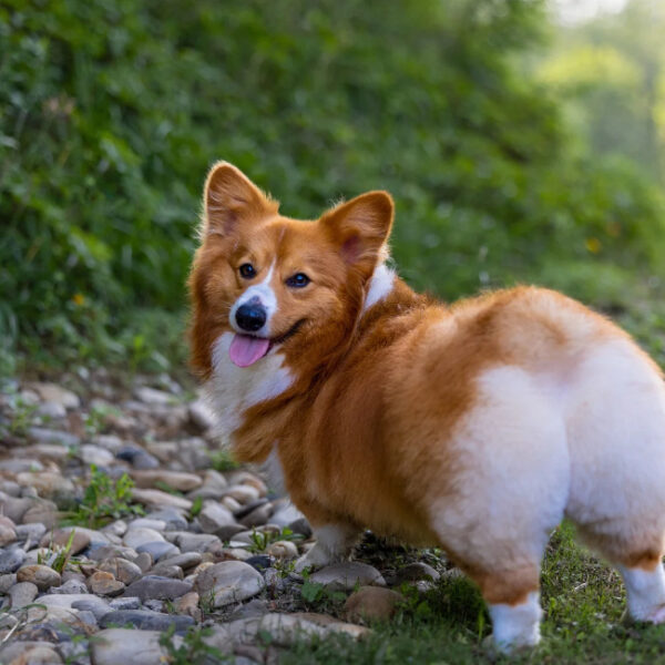Chien au Gîte Cocon dans la forêt, hébergement insolite en Belgique à Philippeville