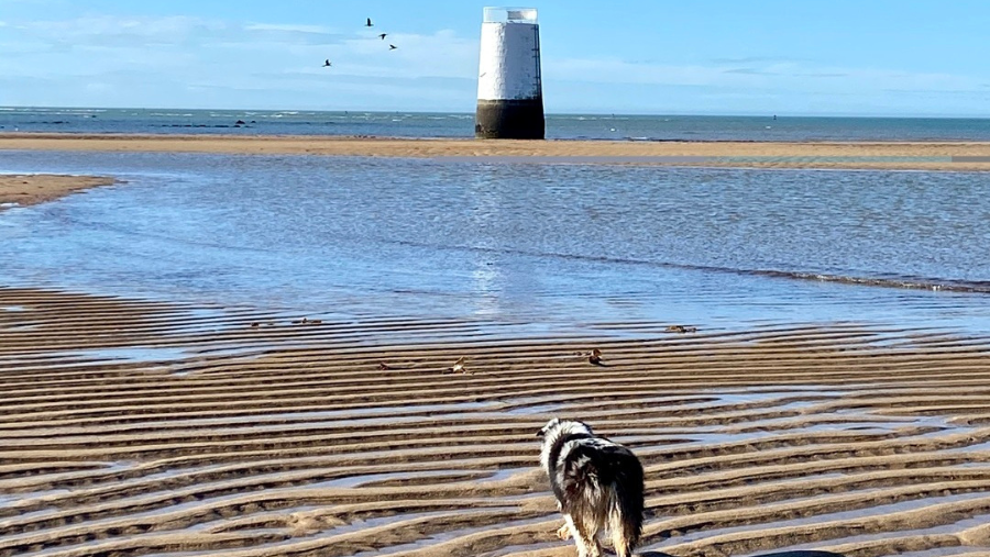 plage nord vendée autorisée aux chiens hors saison