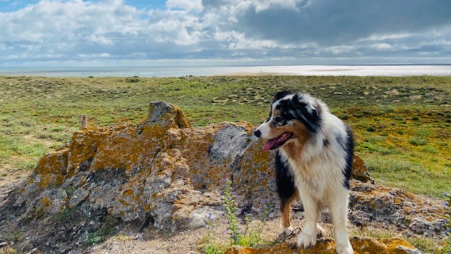 Sentier dunaire de La Barre de Monts belle promenade avec un chien dans le nord de la vendée