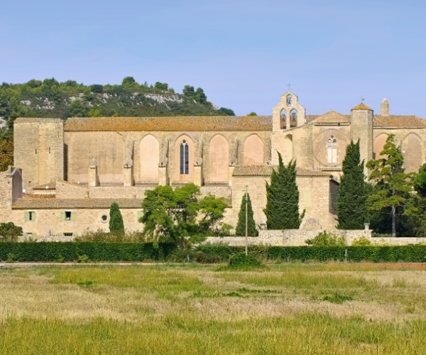 22 sites touristiques à visiter avec son chien en Languedoc