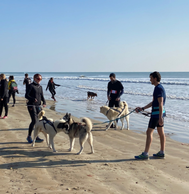chiens sur la plage du nord vendée hors saison