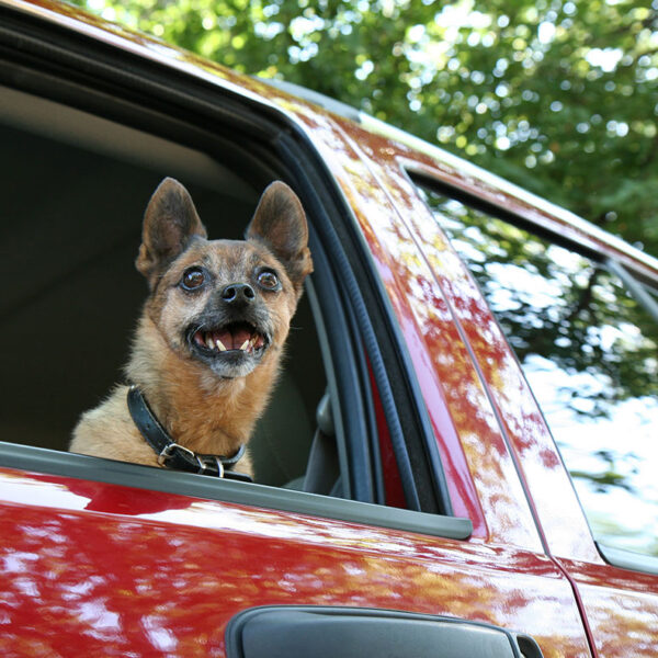 Transport animalier à Montagny-près-Louhans - Pension et garderie canine 4 Paws Dogs Care, en Saone-et-Loire