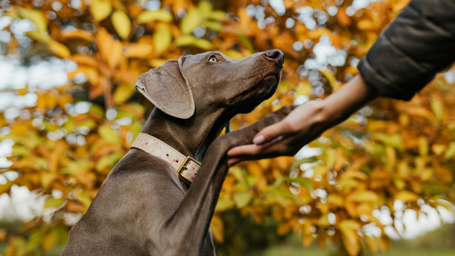 5 expériences à vivre quand on adore les chiens