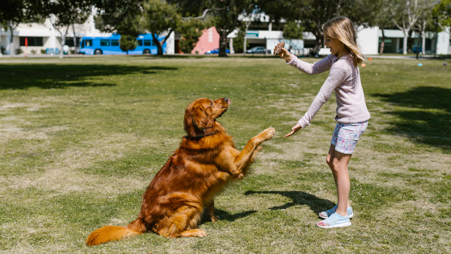 chien et enfant qui apprennent ensemble