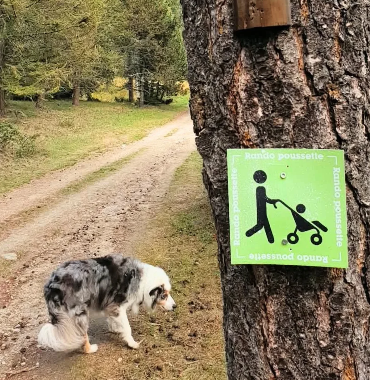 chien en rando sur un itinéraire adapté aux poussettes