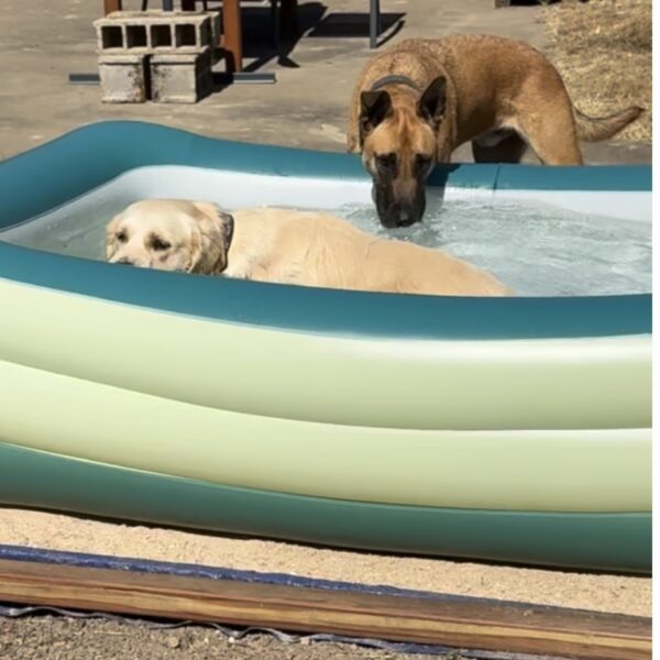 Chien dans la piscine à la Pension Canine Atoll Câlin Comme à la Maison à Saint Brieuc en Bretagne dans les Côtes d'Armor