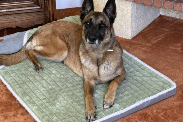 Halte Garderie Canine Atoll Câlin Comme à la Maison