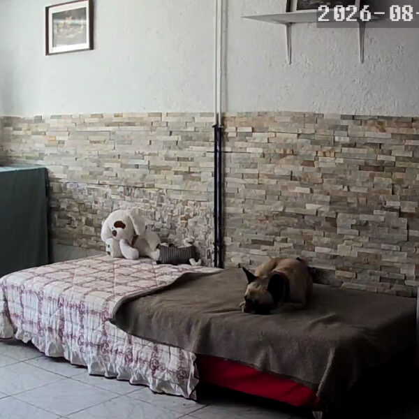 Chien à la Pension Canine Atoll Câlin Comme à la Maison à Saint Brieuc en Bretagne dans les Côtes d'Armor