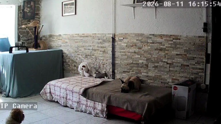 Chien à la Pension Canine Atoll Câlin Comme à la Maison à Saint Brieuc en Bretagne dans les Côtes d'Armor