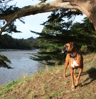 chien en bord de rivière en Corrèze pendant son séjour dog-friendly