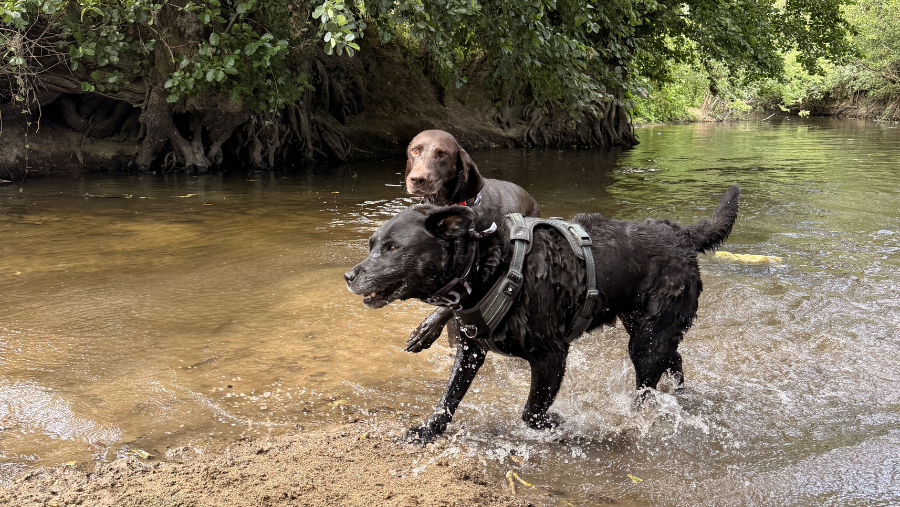 vieux chien qui s'amuse en vacances