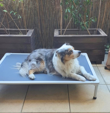 chien senior sur un lit de camp recommandation