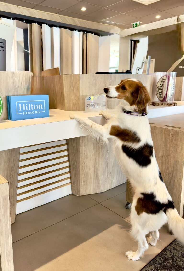 Chien accueilli à la réception de l'Hôtel Hilton Garden Inn Bordeaux Centre 4* proche Centre historique en Gironde en Aquitaine