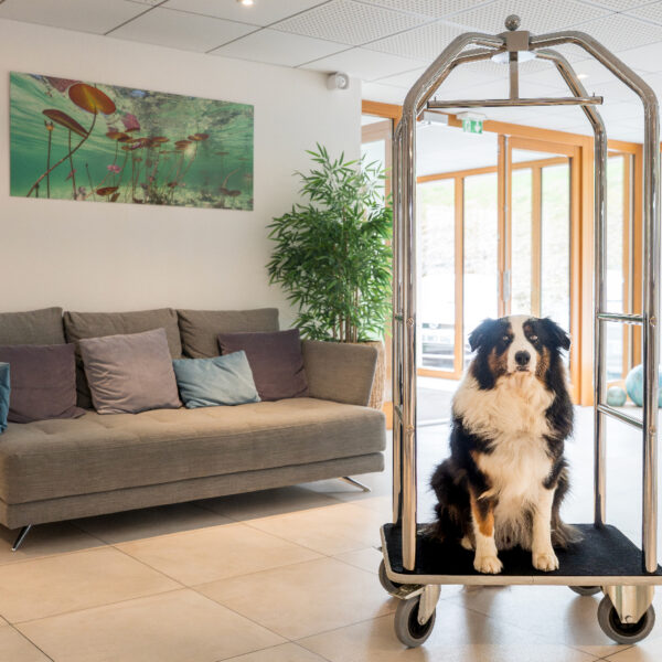 Accueil chien VIP à l'Hôtel SPA Les Rives Sauvages à Malbuisson dans le Haut Doubs en Franche Comté